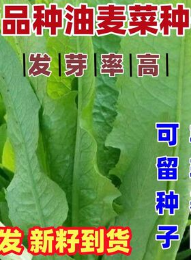 老品种油麦菜种子春秋四季播种青菜阳台盆栽田园高产红叶油麦菜