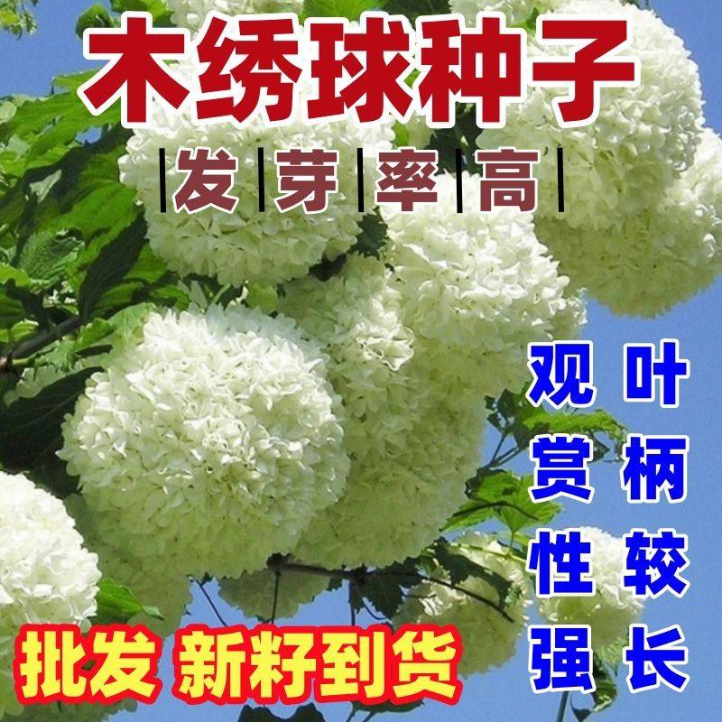 新采木绣球种子林木树种白花绣球种子绣球荚蒾白绣子适应性广