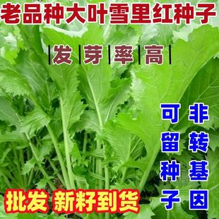 老品种大叶雪里蕻种子雪菜种子大叶雪里红腌制梅干菜易种可留种子