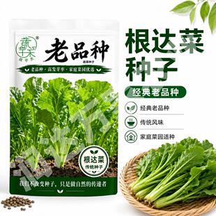 根达菜种子老品种牛皮菜籽可留种子阳台盆栽君达菜四季非转基因