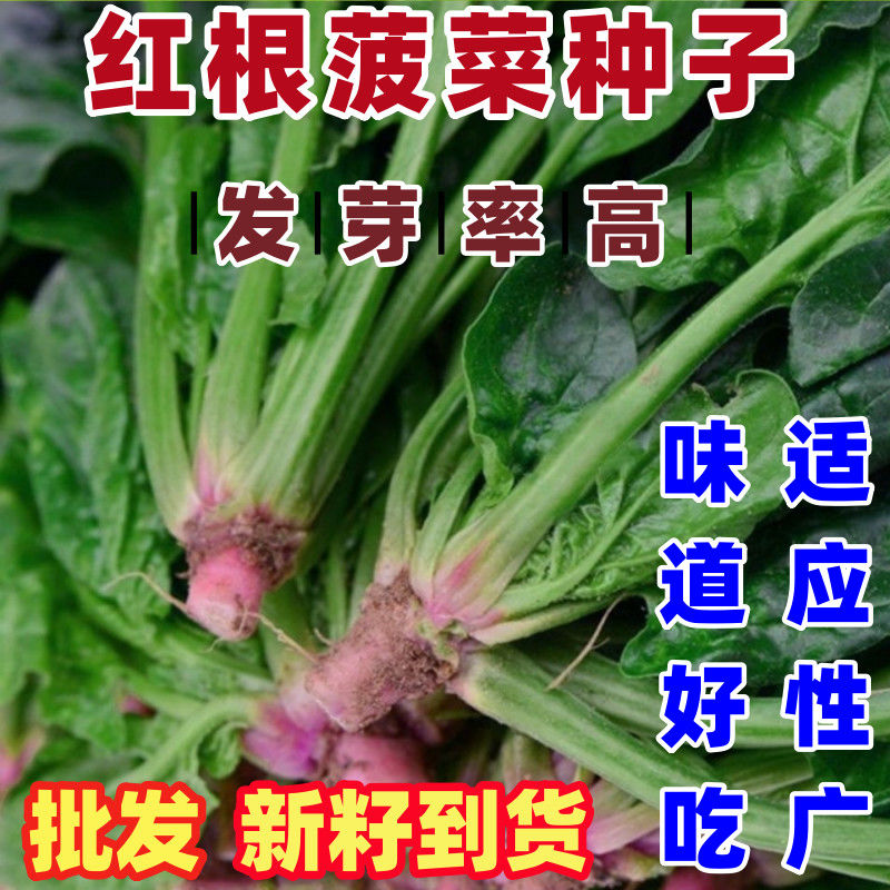 红根菠菜种子四季易种原