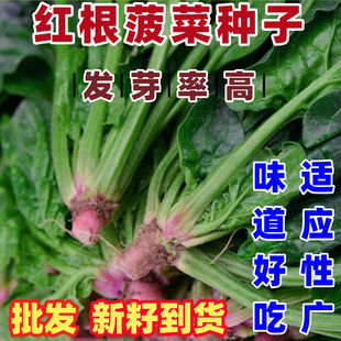 红根菠菜种子四季易种原生态菠菜籽种子抗病耐热耐寒越冬蔬菜种子