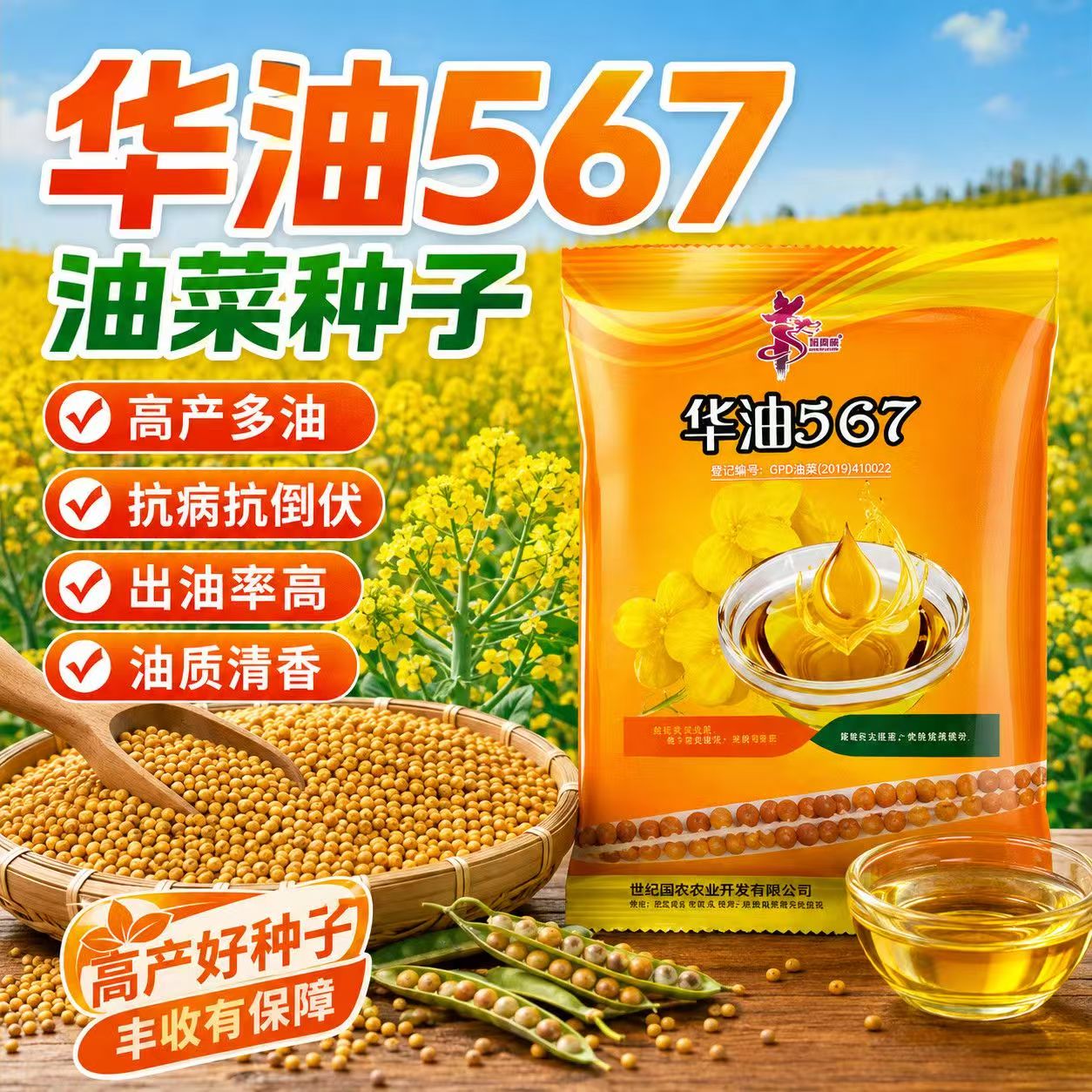 华油567油菜种子高产多油抗病抗倒伏出油率高油质清香易种植种子