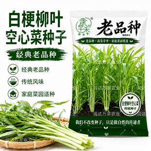 白梗柳叶空心菜种子老品种可留种子非转基因庭院阳台白杆蔬菜种子