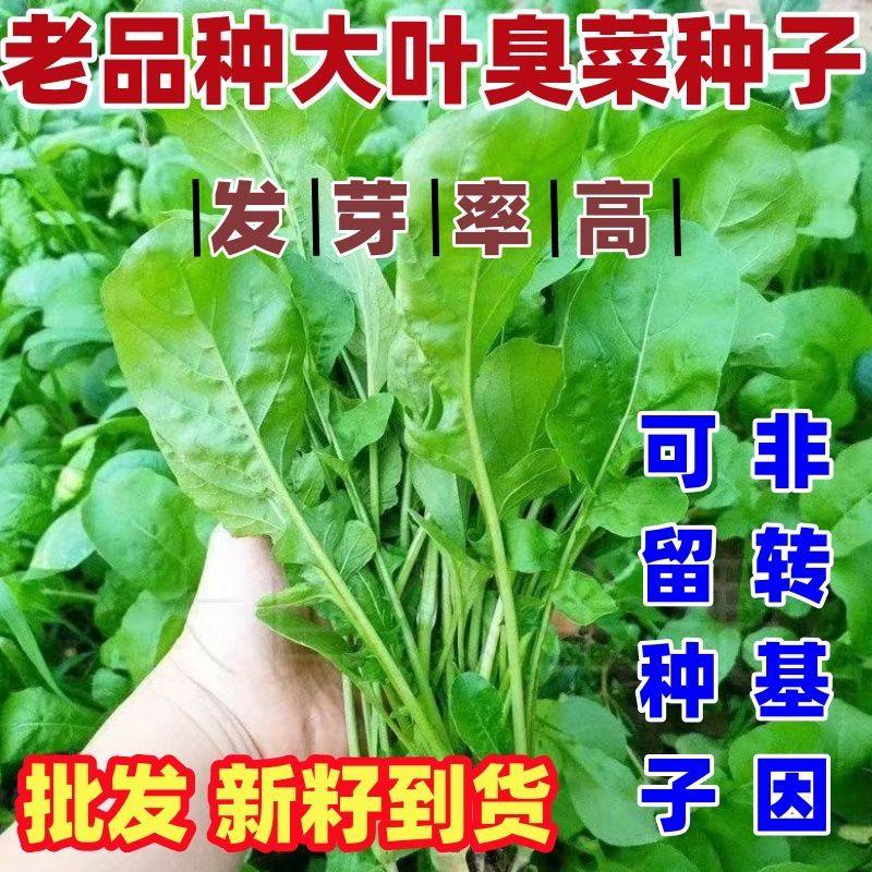 老品种大叶臭菜种籽春夏秋季芝麻菜籽蘸酱野菜种子四季阳台盆栽蔬,鲜花速递/花卉仿真/绿植园艺,家庭园艺种子,淘宝优惠券,粉丝福利购,淘宝优惠卷