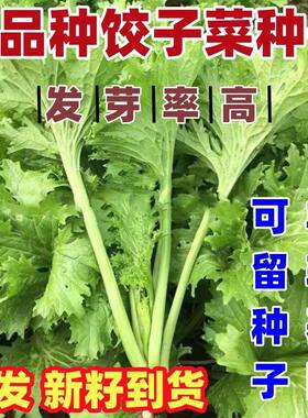 老品种香芥菜种籽春秋阳