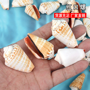 虹口螺天然海螺 鱼缸水族箱造景摆件 红口螺 工艺品原材料批发
