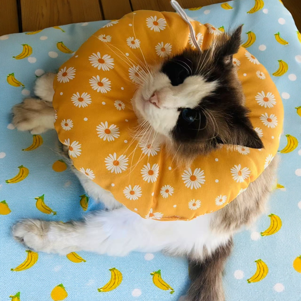超轻脖套脖圈猫绝育伊丽莎白圈