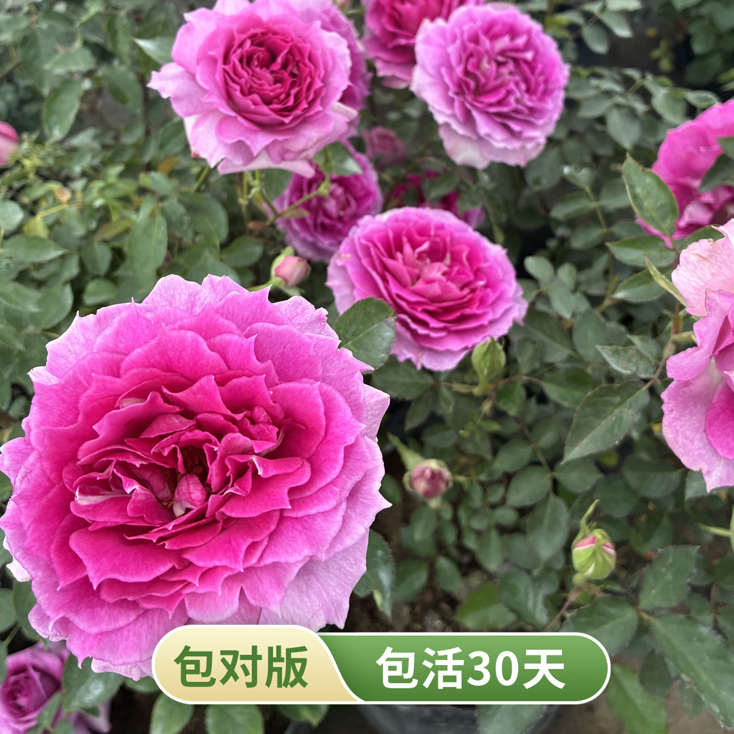 天方夜谭蓝紫色浓香大花