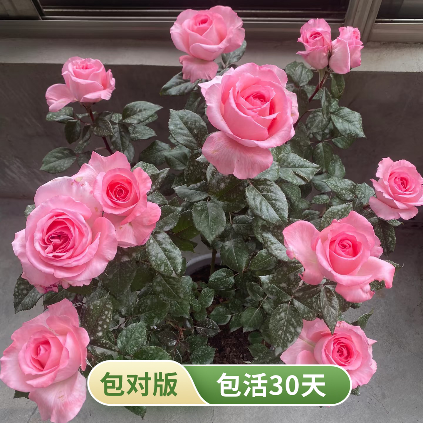 法版花宫娜戴尔巴德浓香月季