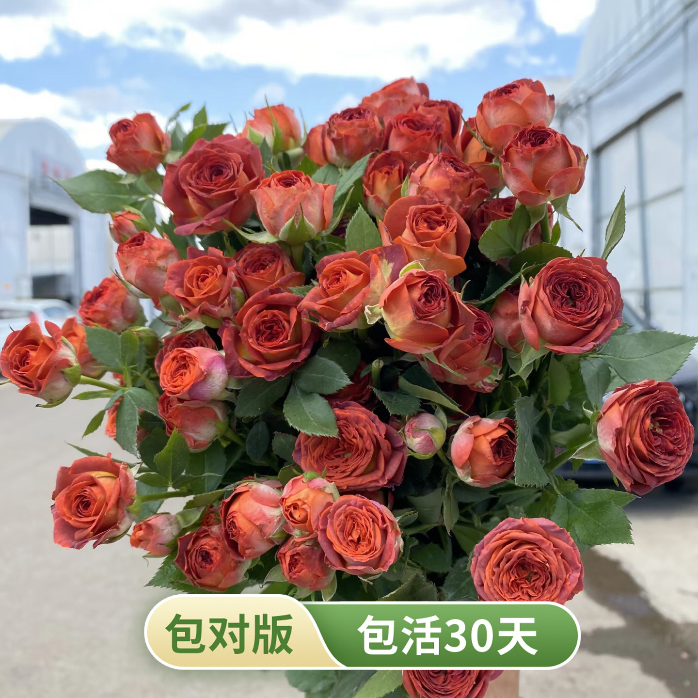 巧克力泡泡多头丰花切花月季