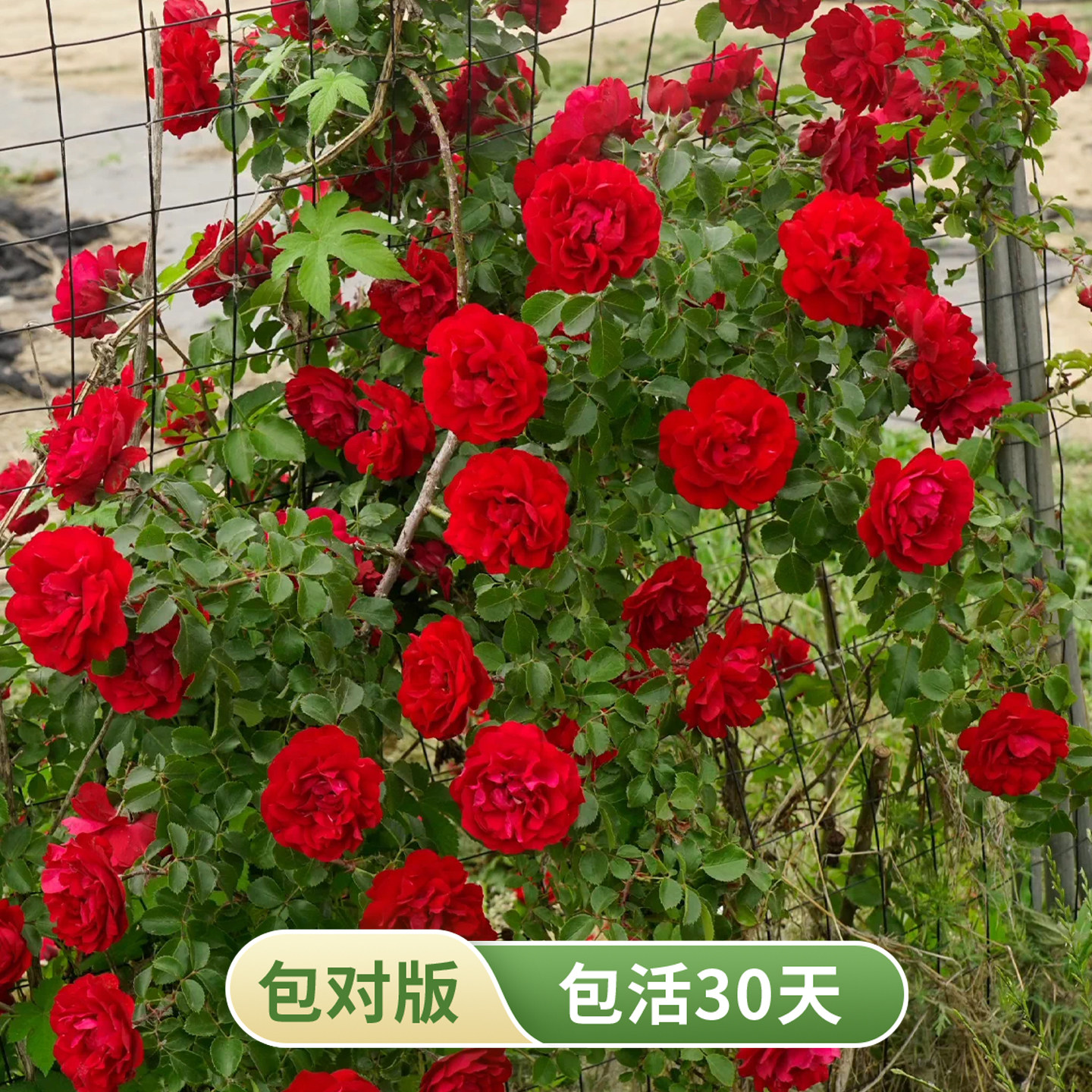 弗洛伦蒂娜爬藤月季正红色抗病