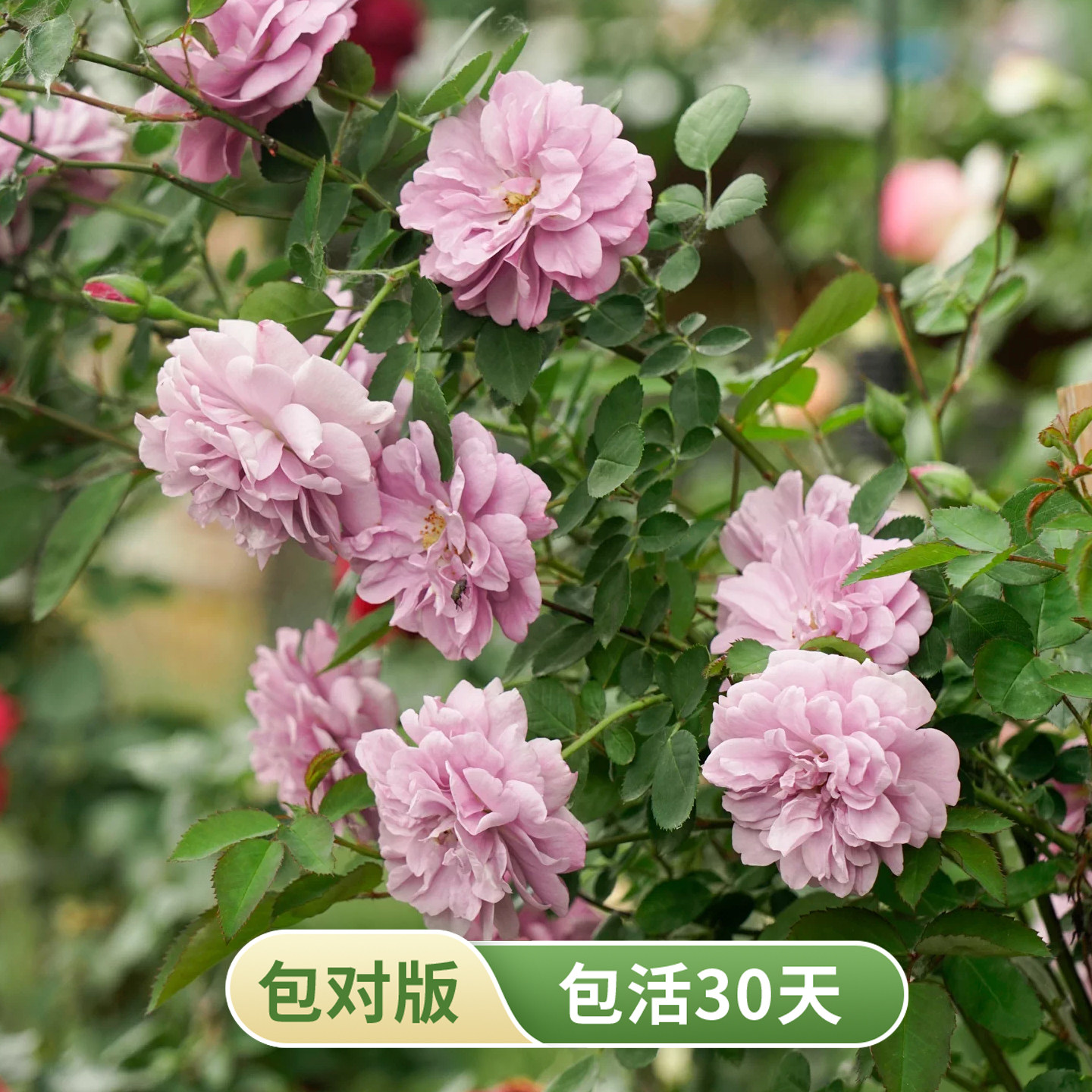 蓝色阴雨可爬可灌月季中苗