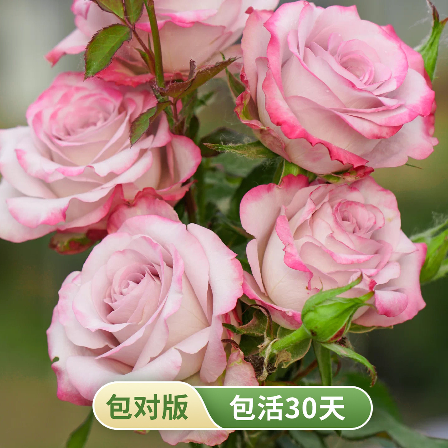 气场灌木月季新品切花高杯状