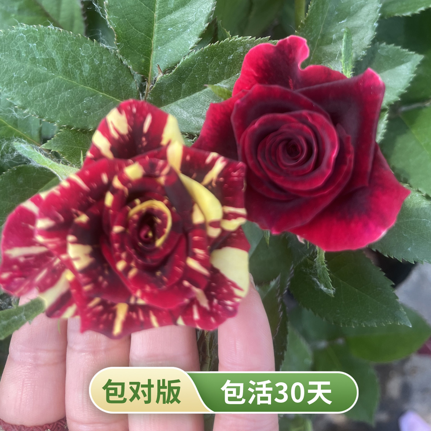 流星雨丰花月季花苗抗病勤花