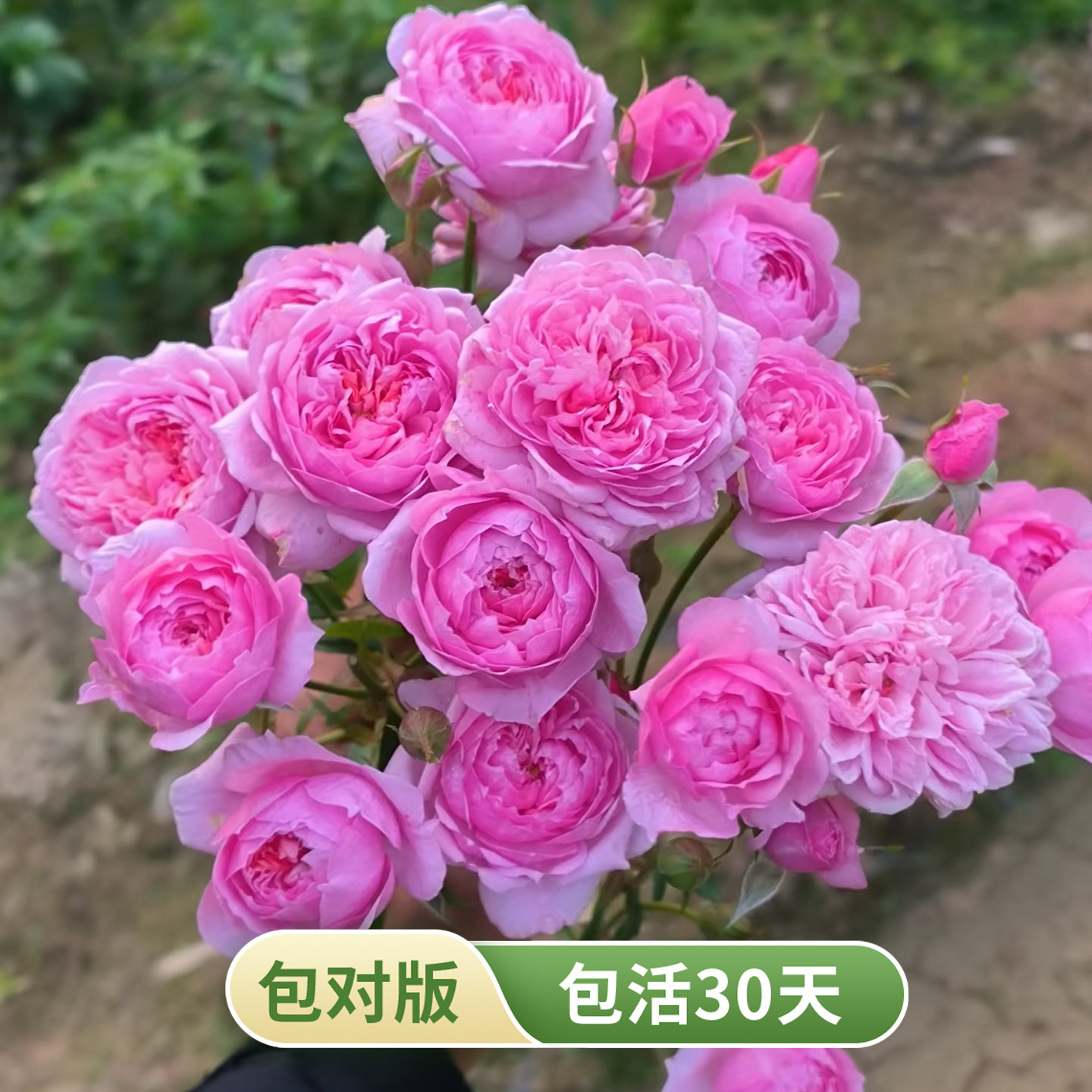 铃之妖精阳台微型多头灌木月季粉色浓香新手养护开花机器微月盆栽