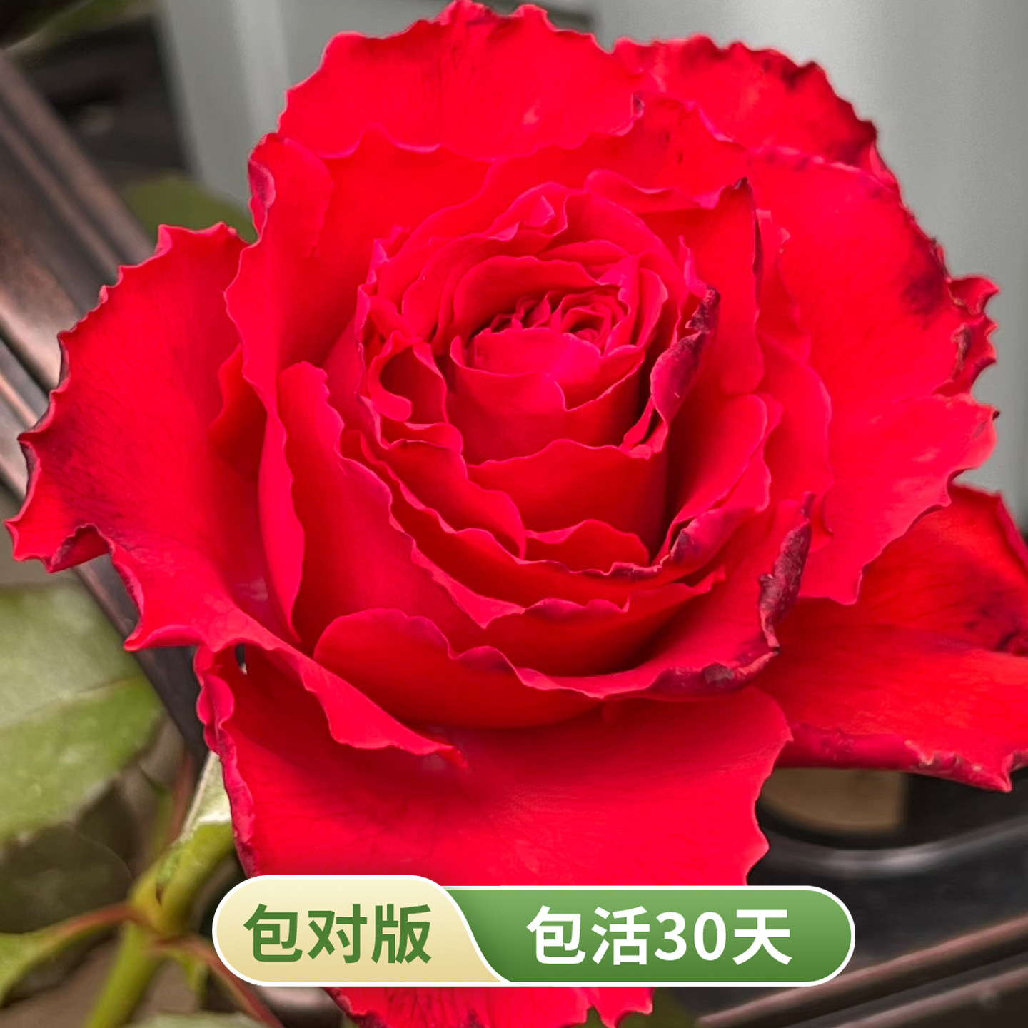 帝王切花月季多季开花阳台盆栽