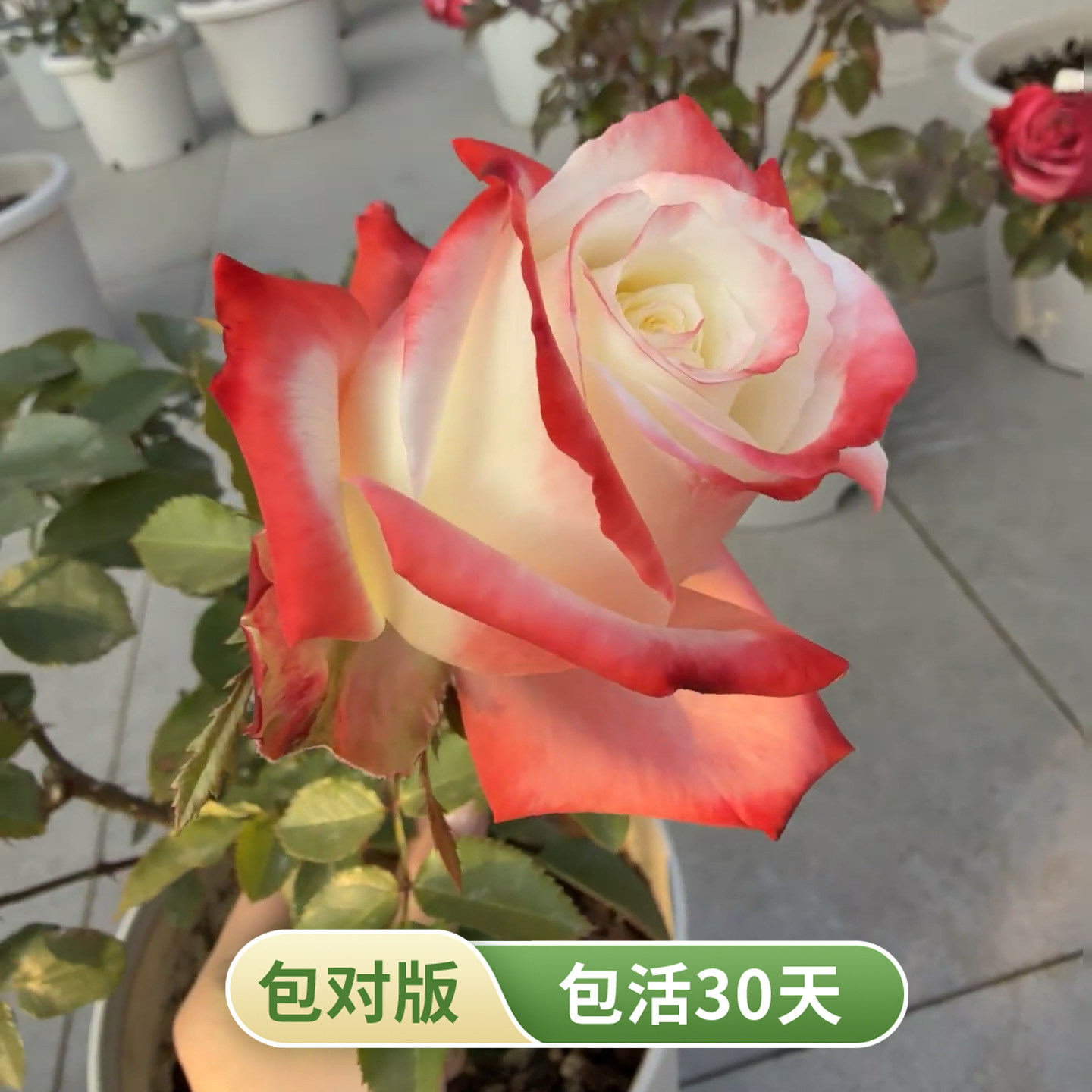 法拉皇后白瓣红边大花月季