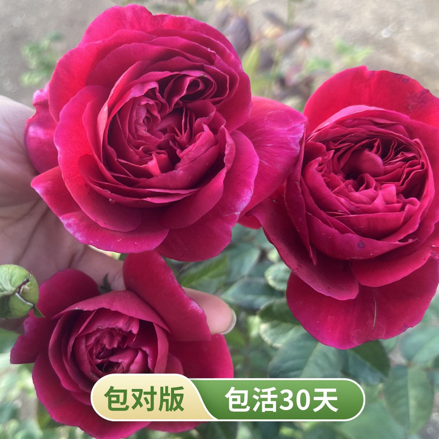 伊芙酒窖月季紫红大花浓香抗病
