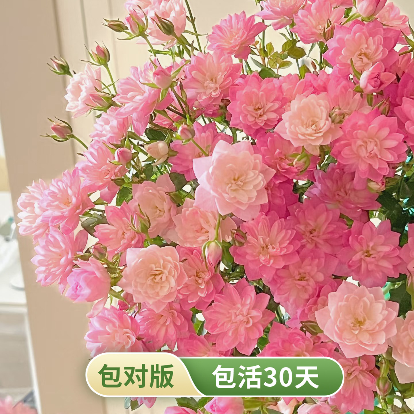 迷你粉色小花月季多头丰花盆栽