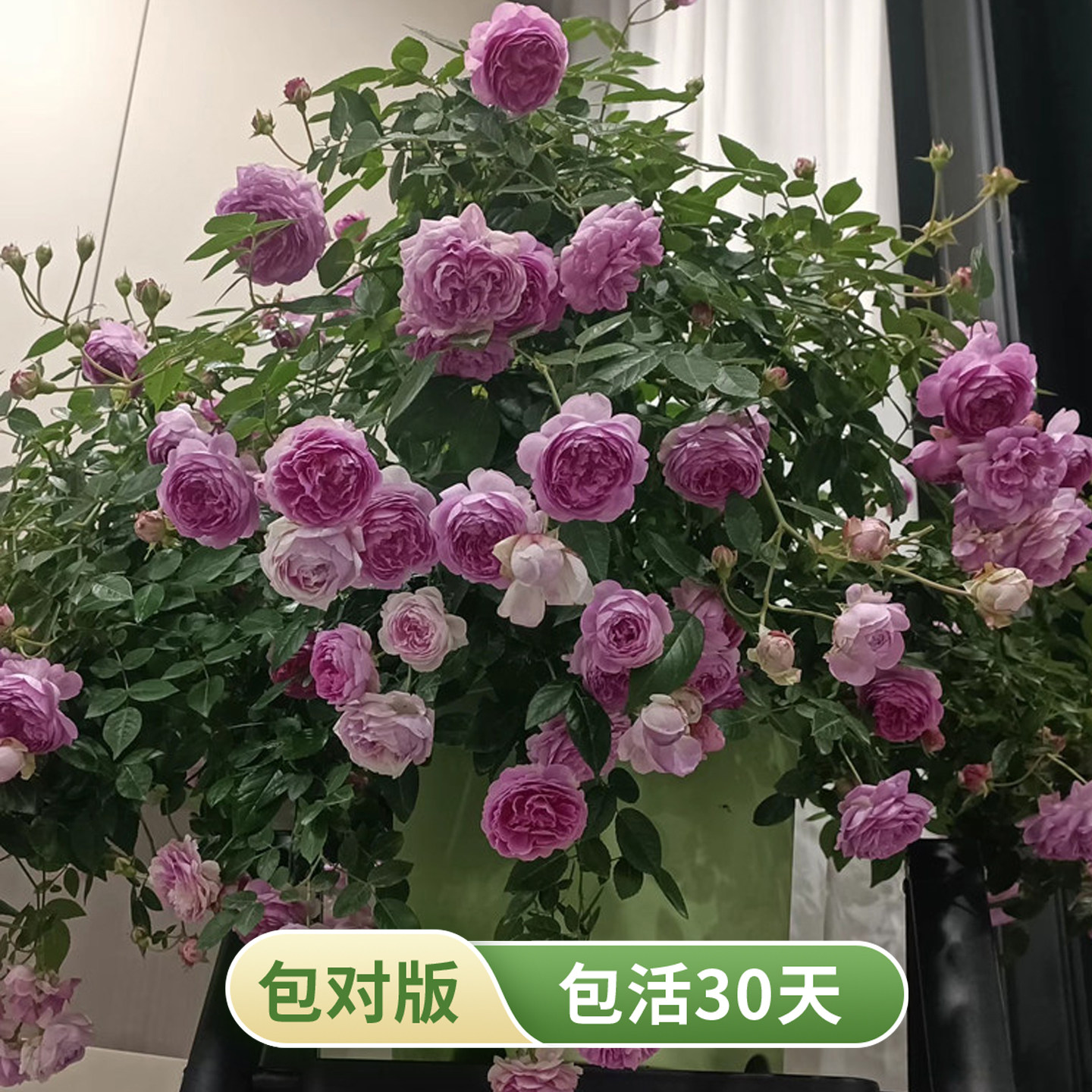 灌木月季浓香多头小花