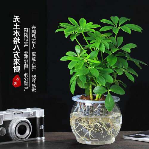 七叶莲水培盆栽招财树植物八方来财鸭脚木室内绿植花卉发财树水养