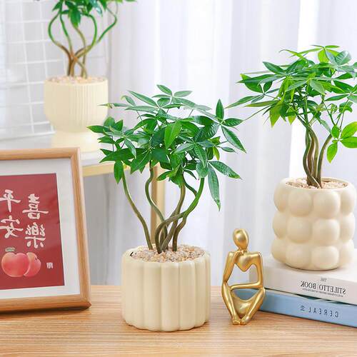 发财树盆栽趣味小绿植办公室桌面招财树四季观叶绿植奇趣发财树