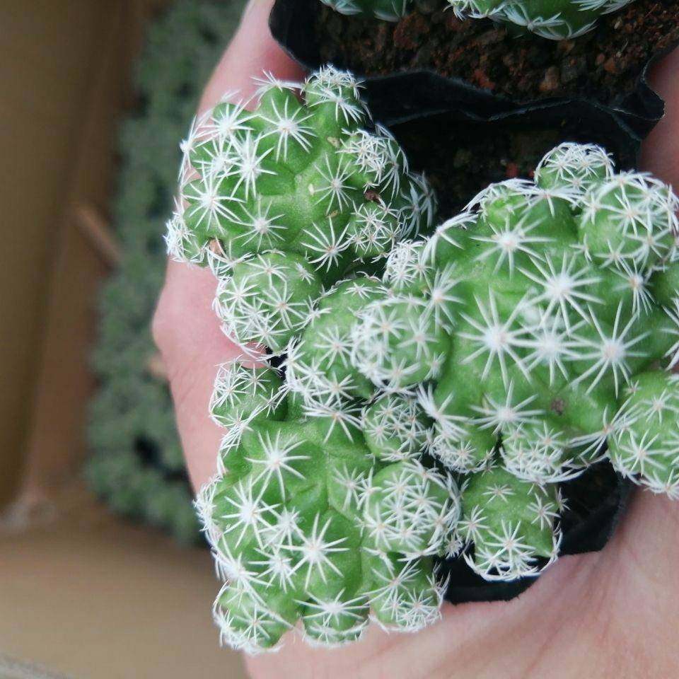 白鸟仙公人球多肉植物办桌盆拼 客厅合迷你 盘小栽防组辐射