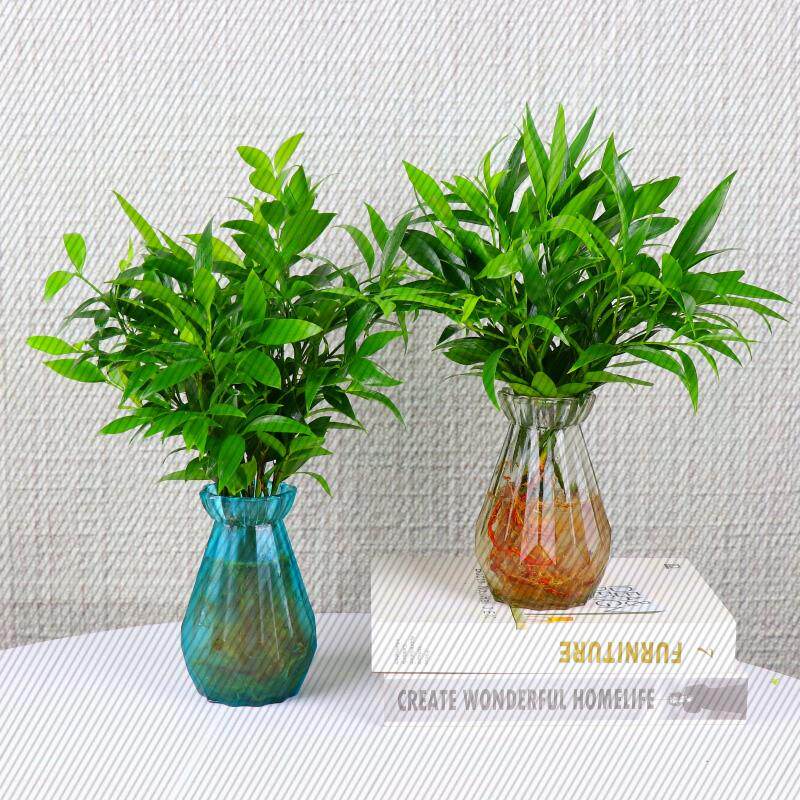 竹柏盆栽水培新宠驱蚊植物室内客厅卧室桌面绿植盆栽花卉四季常青