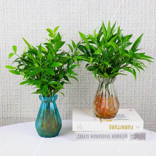 竹柏盆栽水培新宠驱蚊植物室内客厅卧室桌面绿植盆栽花卉四季常青