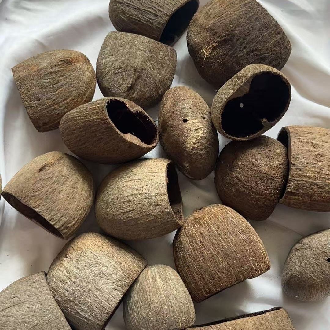 天然果壳salin水铃桐进口