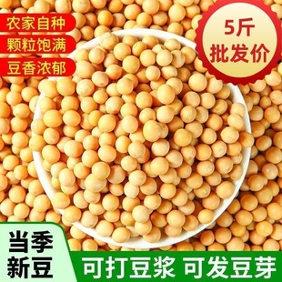 东北黄豆黑龙江农家大豆浆专用大豆五谷杂粮发豆芽批发新货黄大豆