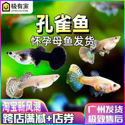 不退货！孔雀鱼怀孕母临产观赏鱼大肚小型热带淡水好养活胎生凤尾