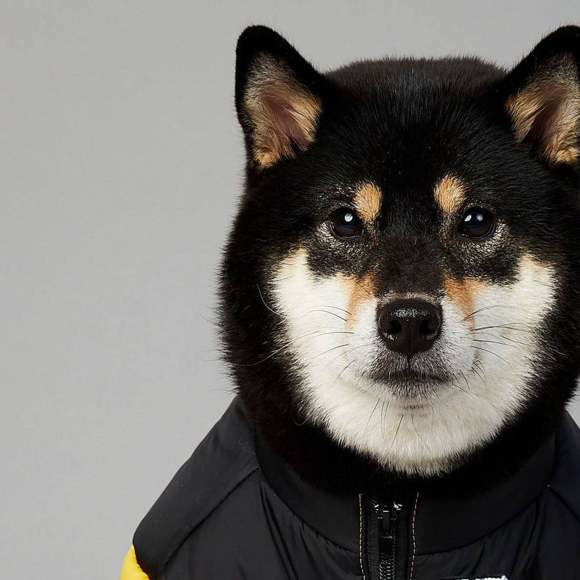 狗狗羽绒服A秋冬潮牌狗面小中大型犬金毛柴犬法斗泰迪衣服秋冬棉