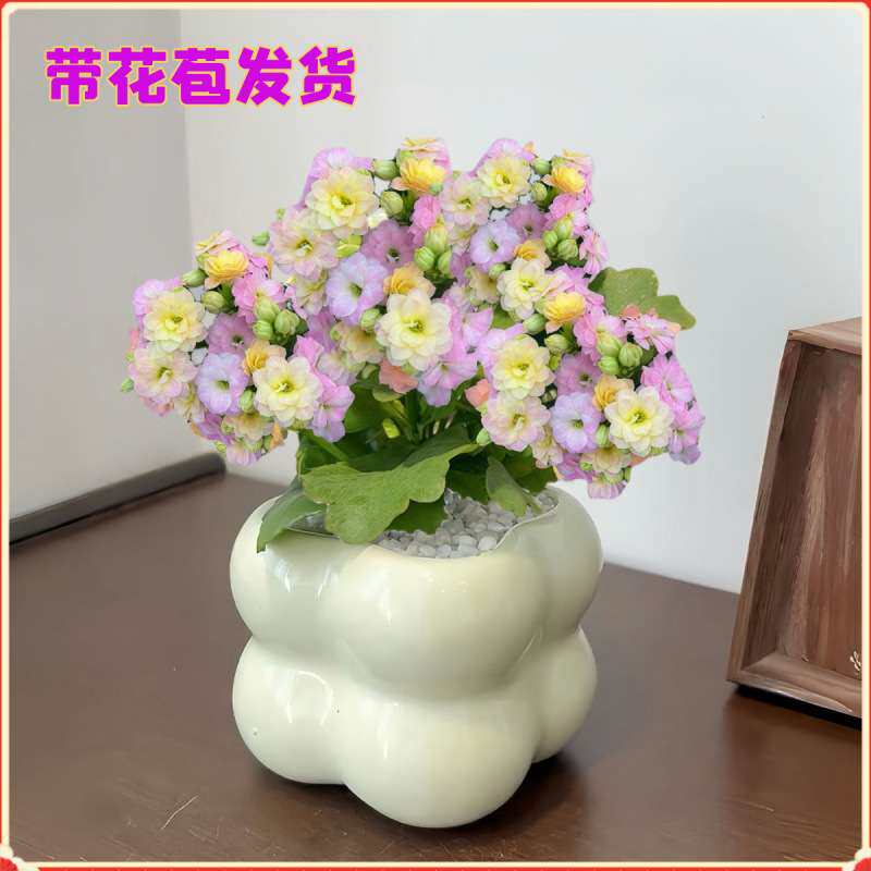 彩虹糖长寿花多肉植物绿植花卉盆栽新手好养懒人办公室内桌面植物