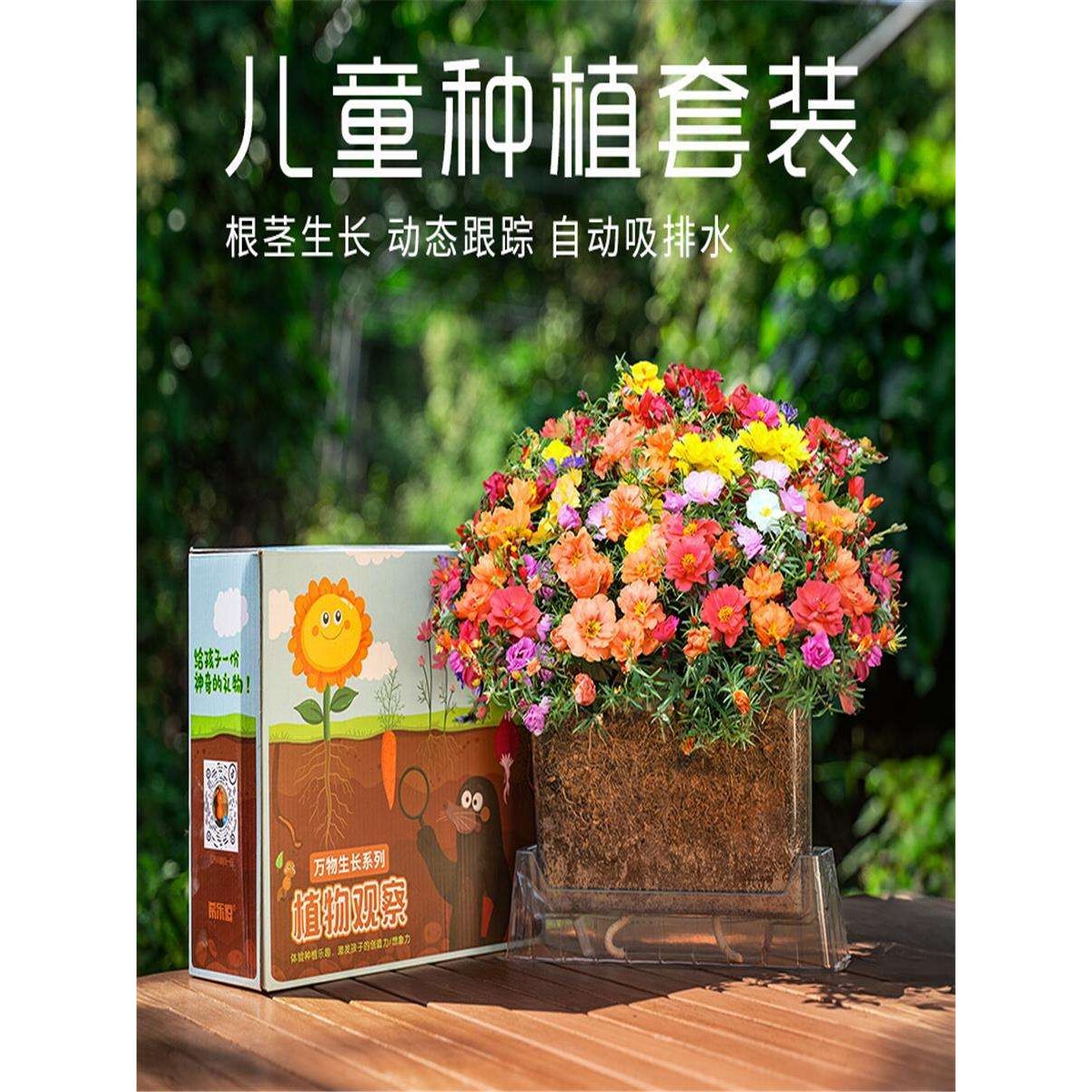 幼儿园儿童种植盆栽重瓣凤仙花种籽子四季播种开花不断向日葵种孑