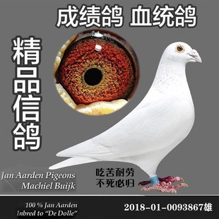 精品信鴿成績(jī)鴿血統(tǒng)鴿公棚鴿遲歸鴿名家大戶大鼻子種鴿幼鴿一對(duì)