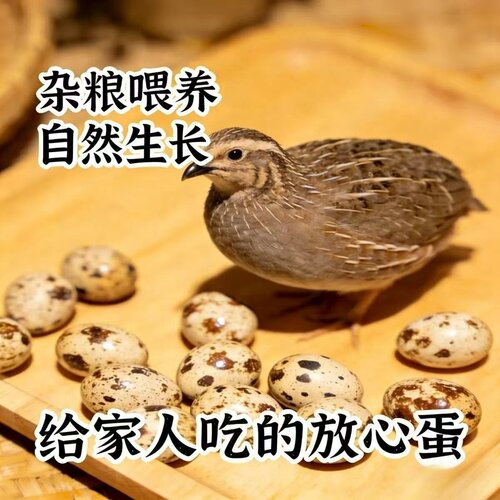 新鲜鹌鹑蛋生鲜粮杂喂养生的鹌鹑蛋宝宝孕妇辅食鹌鹑蛋新鲜无添加
