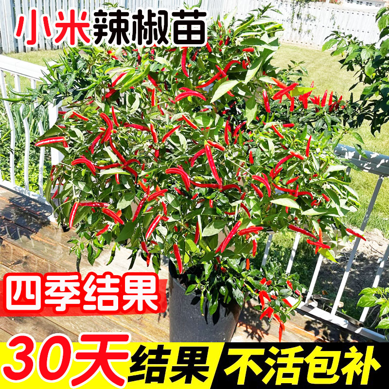 小米辣椒苗秧朝天四季盆栽