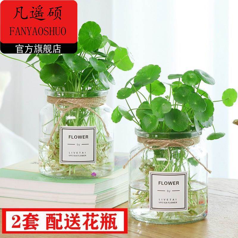 透明水培塑料花瓶绿萝水生植物植物容器适于室内桌面摆放花盆