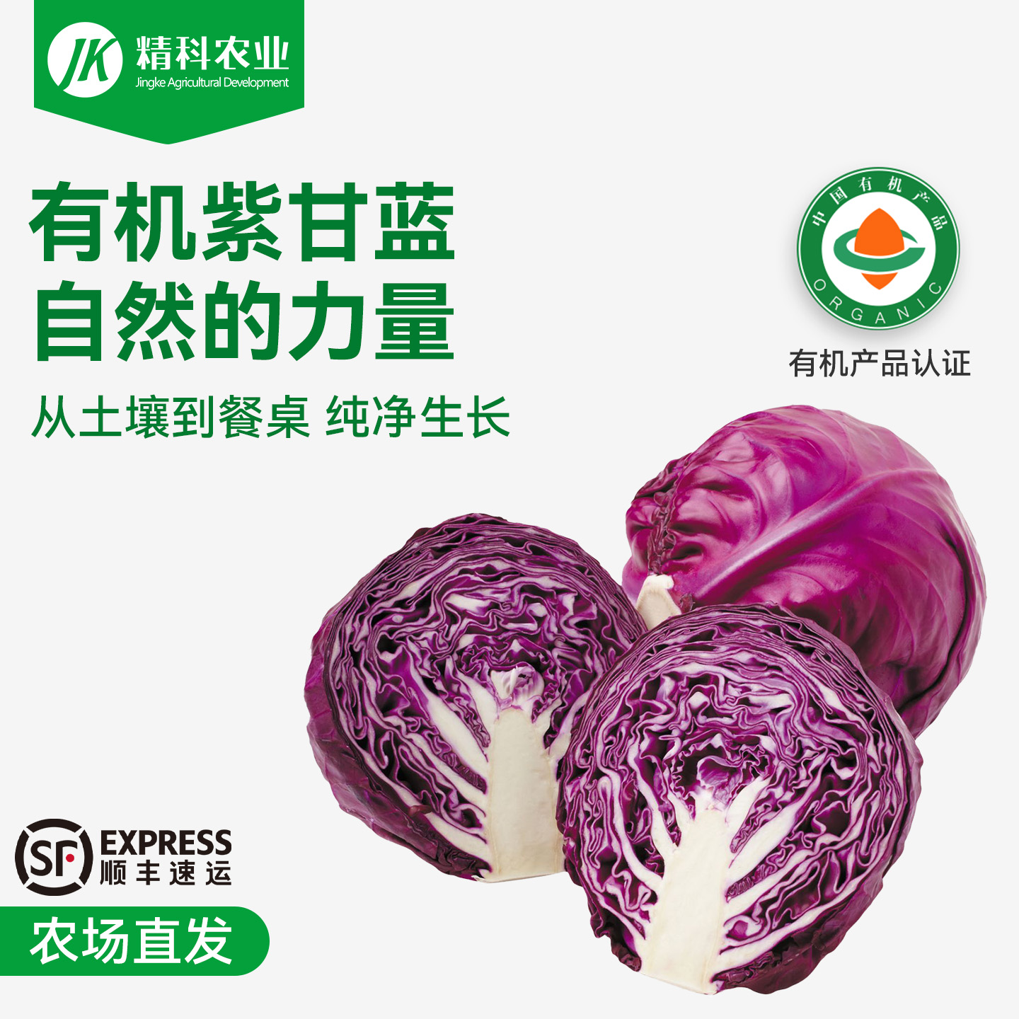 精科有机当季现摘现发卷心菜新鲜紫甘蓝现摘大头菜3斤5斤顺丰包邮