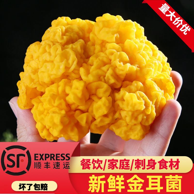 新鲜金耳云南特产滋补养颜