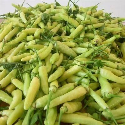 云南小米椒新鲜泡椒非泡好泡椒