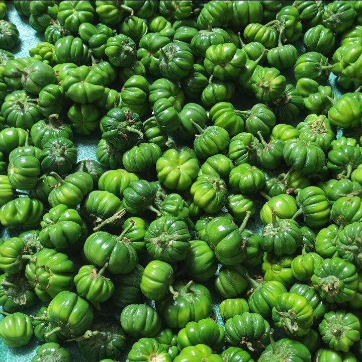 云南德宏特色野味傣味苦子果 苦味香浓 野生野菜酸汤苦子250g包邮