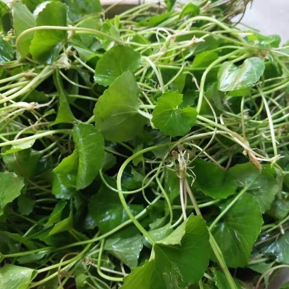 云南德宏特产新鲜马蹄菜当季鲜货雷公根/积雪草泡水煲汤