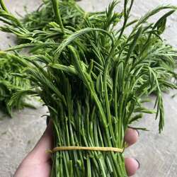 云南臭菜野菜新鲜野菜鸡蛋德宏绿叶宴帕哈蔬菜口味傣族泰国当季