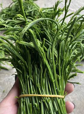 云南当季新鲜帕哈臭菜野菜