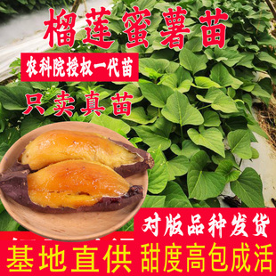 榴莲蜜薯苗红瑶山芋脱毒番薯苗丝滑红薯苗西露库地瓜苗玛莎丽秧苗