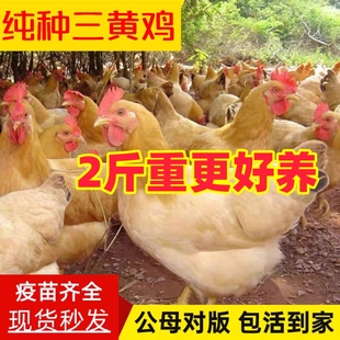 正宗2斤三黄鸡活苗半大小鸡苗脱温鸡活鸡农家散养土鸡苗蛋鸡活鸡