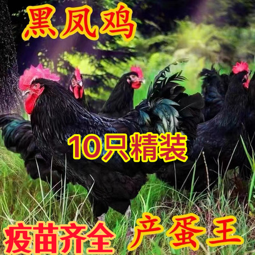 黑凤鸡活苗纯种黑母鸡苗高产蛋